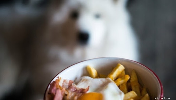 Les chiens peuvent-ils manger des pommes de terre ? Voici tout ce que vous devez savoir