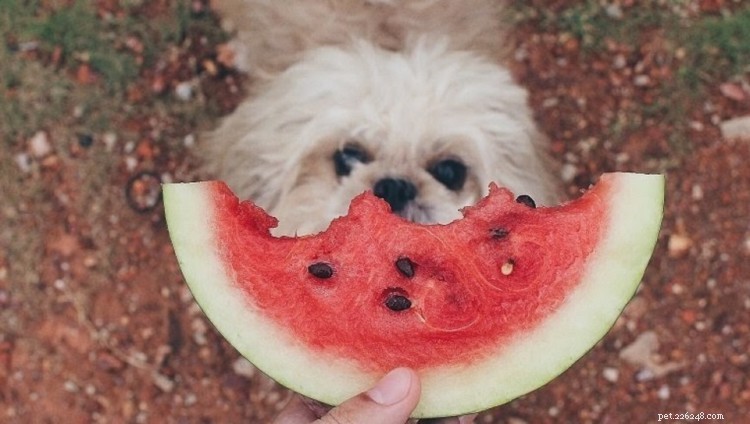 Kan hundar äta vattenmelon? Här är allt du behöver veta