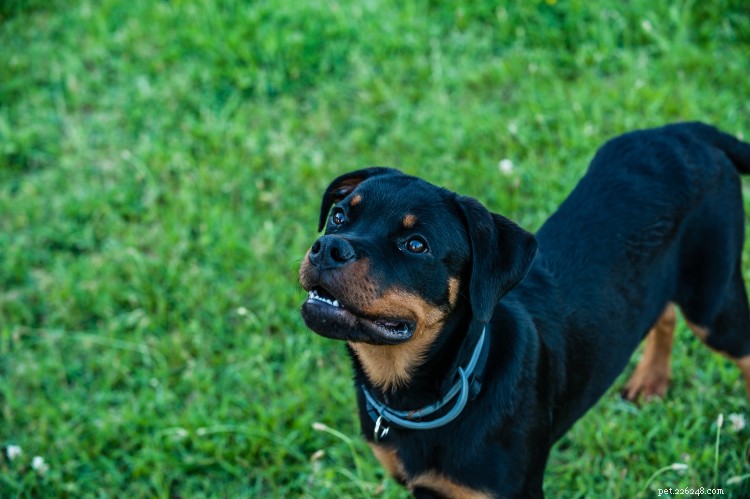 Grafico sulla crescita e sul peso del rottweiler:tutto ciò che devi sapere