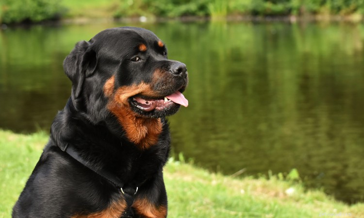 Grafico sulla crescita e sul peso del rottweiler:tutto ciò che devi sapere