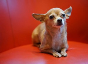 Chihuahua groei- en gewichtstabel:alles wat u moet weten