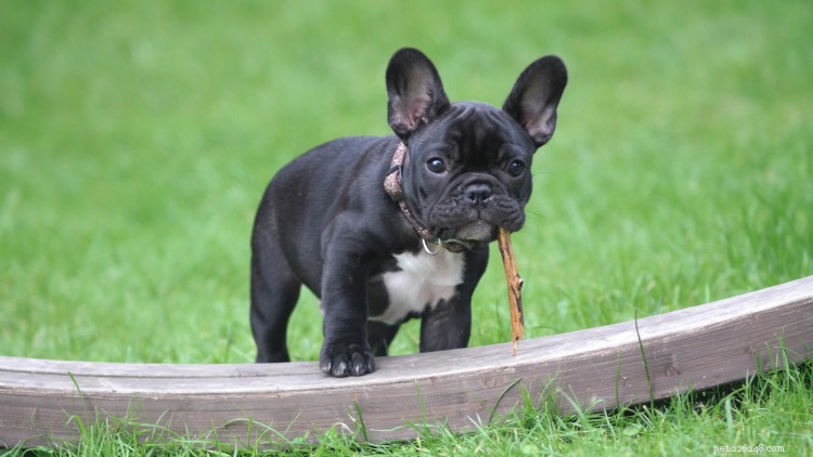 Tableau de croissance et de poids du bouledogue français :tout ce que vous devez savoir