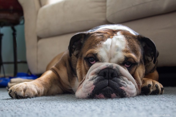 Tableau de croissance et de poids du bouledogue anglais :tout ce que vous devez savoir