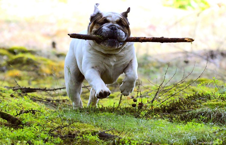 Tableau de croissance et de poids du bouledogue anglais :tout ce que vous devez savoir