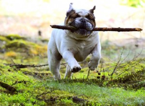 Engelse Bulldog groei- en gewichtstabel:alles wat u moet weten