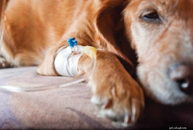 La leptospirose chez le chien :symptômes, traitement et comment économiser sur les coûts