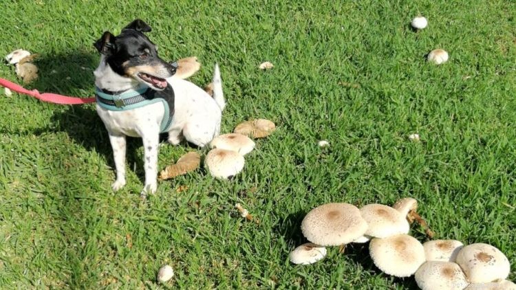 Kunnen honden paddenstoelen eten? Hier is alles wat u moet weten