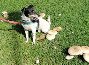 Os cães podem comer cogumelos? Aqui está tudo o que você precisa saber