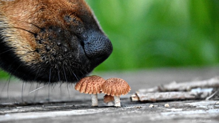 Les chiens peuvent-ils manger des champignons ? Voici tout ce que vous devez savoir