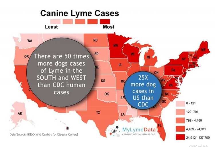 Malattia di Lyme nei cani:sintomi, trattamento e come ridurre i costi