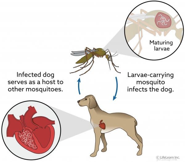 犬のフィラリア症:症状、治療、費用の削減