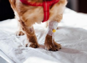 Питомниковый кашель у собак:симптомы, лечение и способы экономии