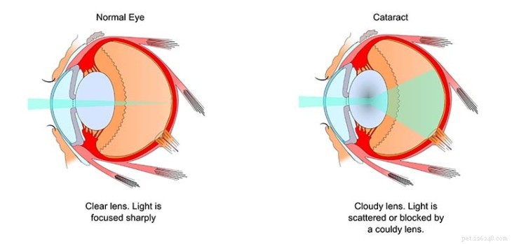 Coûts de la chirurgie de la cataracte chez le chien et comment économiser