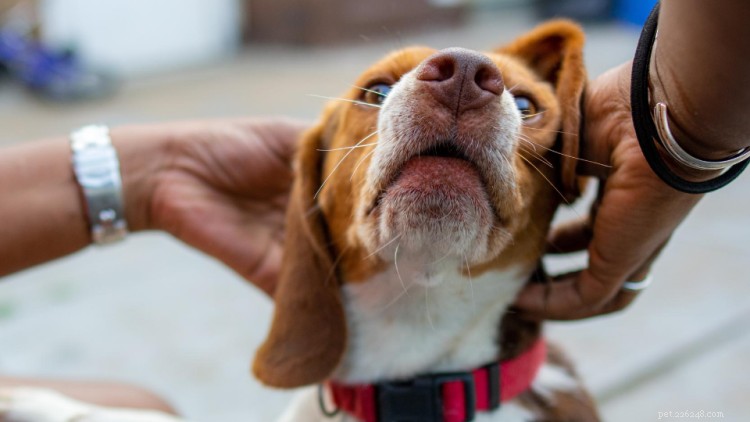 39 consigli per la cura del cane:la guida definitiva per i genitori di animali domestici