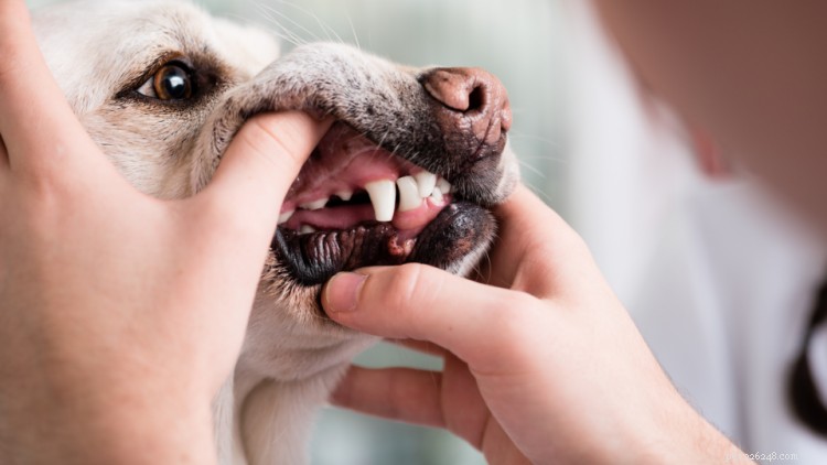 Rengöringskostnader för hundtänder:bästa sätten att spara på tandvård