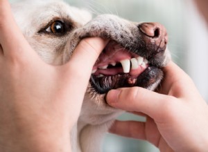 Náklady na čištění psích zubů:Nejlepší způsoby, jak ušetřit na péči o zuby