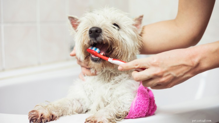 Kosten voor het reinigen van hondentanden:de beste manieren om te besparen op tandheelkundige zorg