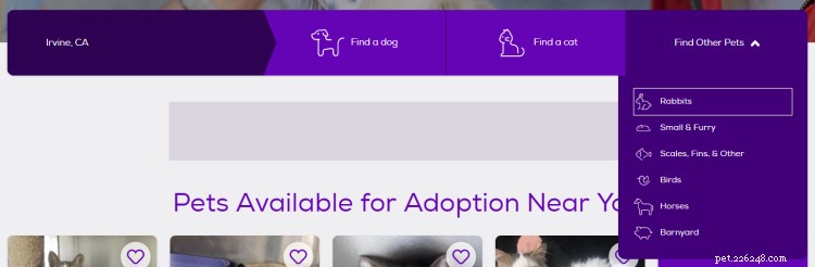 Petfinder :tout ce que vous devez savoir