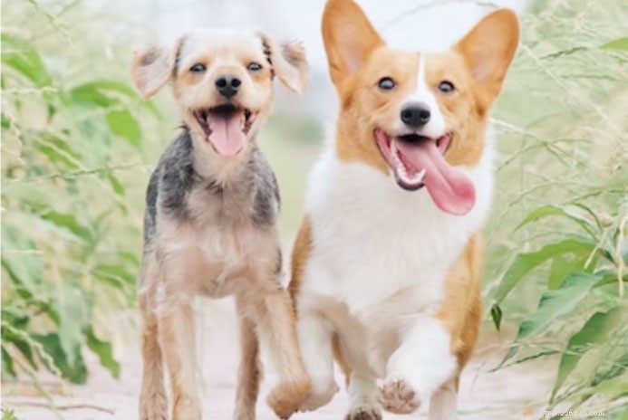 O que a língua do seu cão diz sobre sua saúde