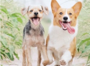 Vad din hunds tunga säger om deras hälsa