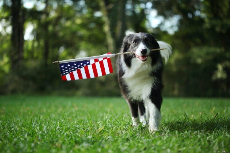 Waarom hondenvoer  Made in the USA  ertoe doet