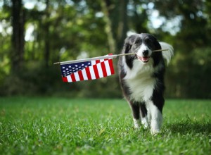 Por que a ração para cães “Made in USA” é importante