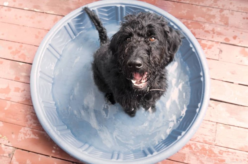 Как сохранить прохладу (и прохладу) вашей собаке в летнюю жару