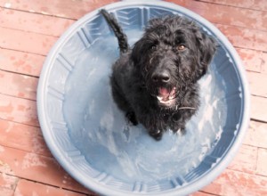 夏の暑さの中で犬を涼しく保つ方法