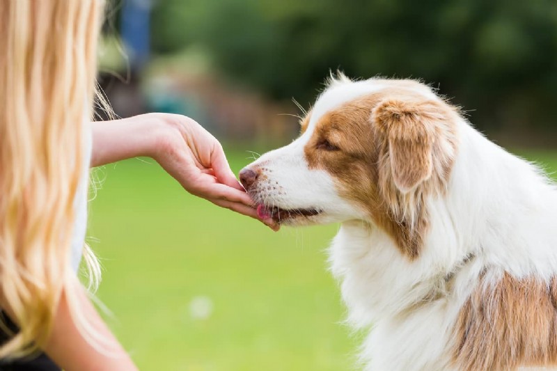 最も健康的な犬用おやつ:探すべき 7 つの要因