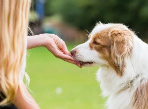 Quais são as guloseimas mais saudáveis ​​para cães:7 fatores a serem observados