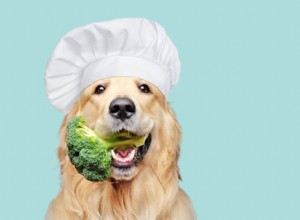 개를 위한 완전 식품 다이어트? 포함할 12가지 식품