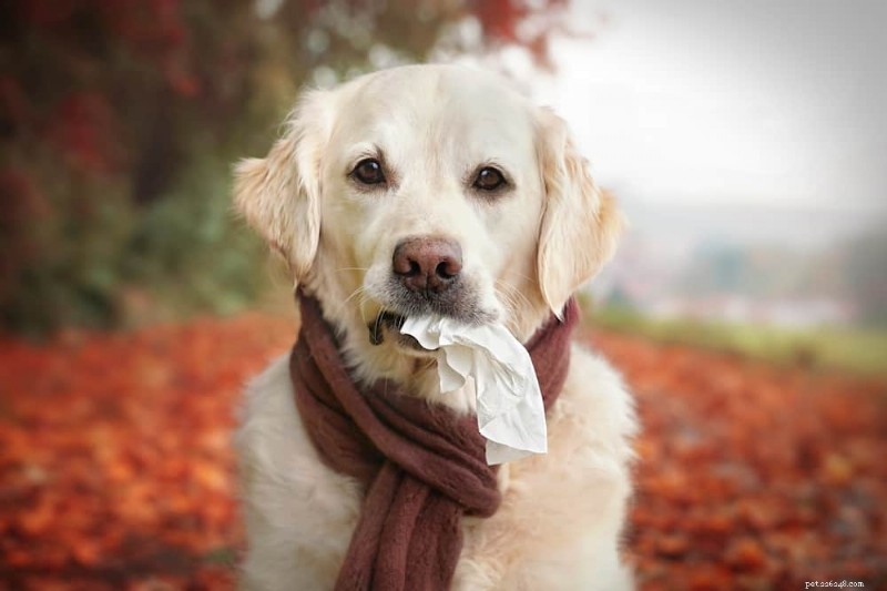 5 remédios caseiros para alergias sazonais de cães