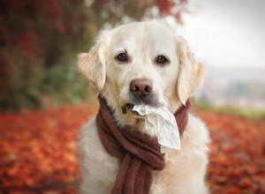 5 huismiddeltjes voor seizoensgebonden hondenallergieën