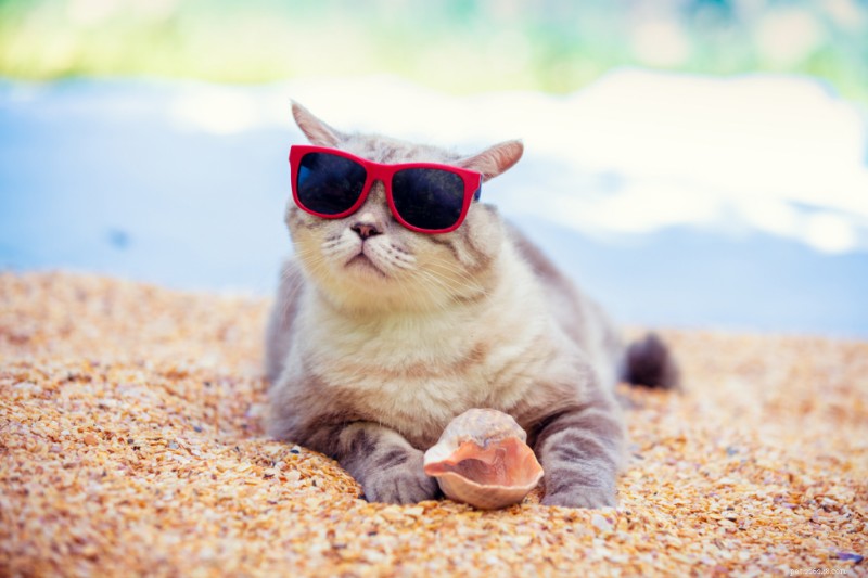 10 sommartips för husdjurssäkerhet