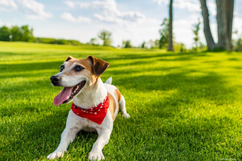 10 veiligheidstips voor huisdieren in de zomer