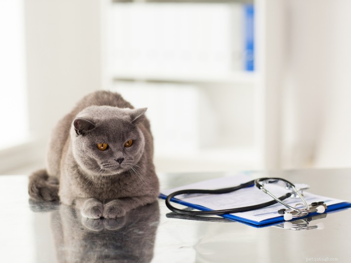 Porozumění příznakům a léčbě kočičí panleukopenie
