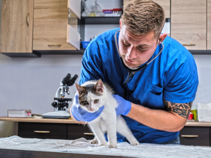 ネコの汎白血球減少症の症状と治療について理解する