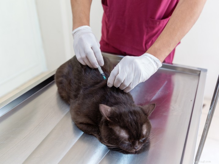 ネコの汎白血球減少症の症状と治療について理解する