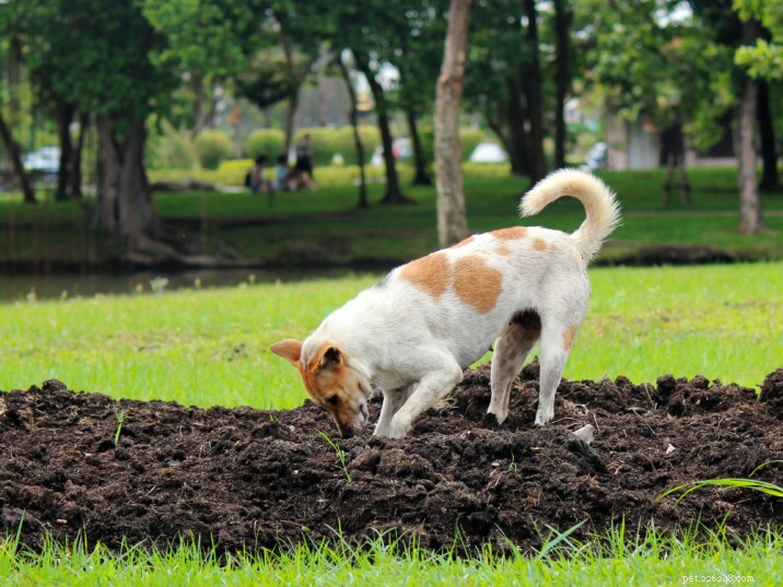 助けて!犬が堆肥を食べた！