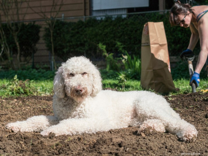 助けて!犬が堆肥を食べた！