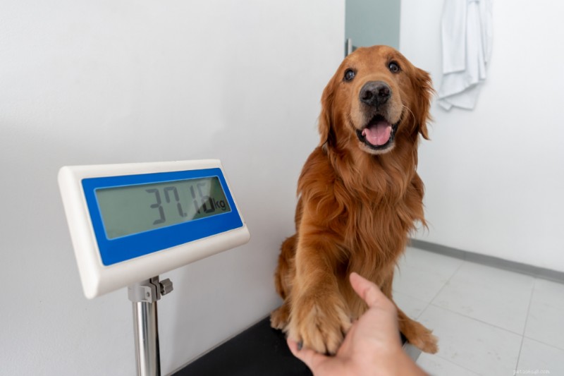 Quanto dovrebbe pesare il mio cane?