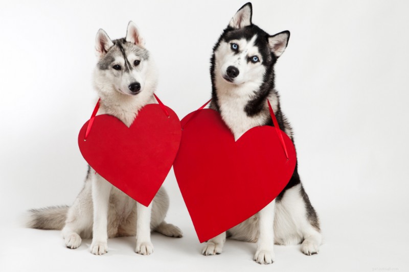 O que é uma frequência cardíaca normal do cão?
