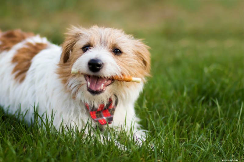 10 жевательных резинок для собак для более чистых зубов