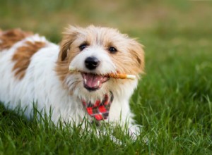 10 produits à mâcher pour chiens pour des dents plus propres