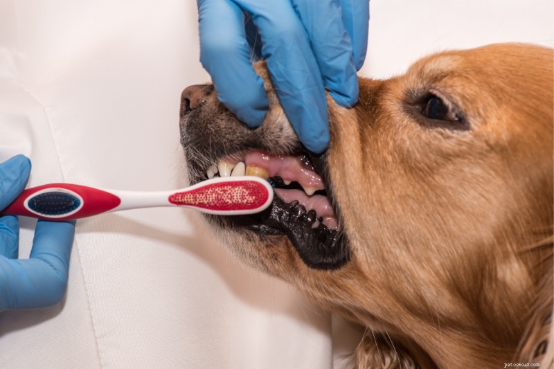 10 mastigações dentárias para cães para limpar os dentes