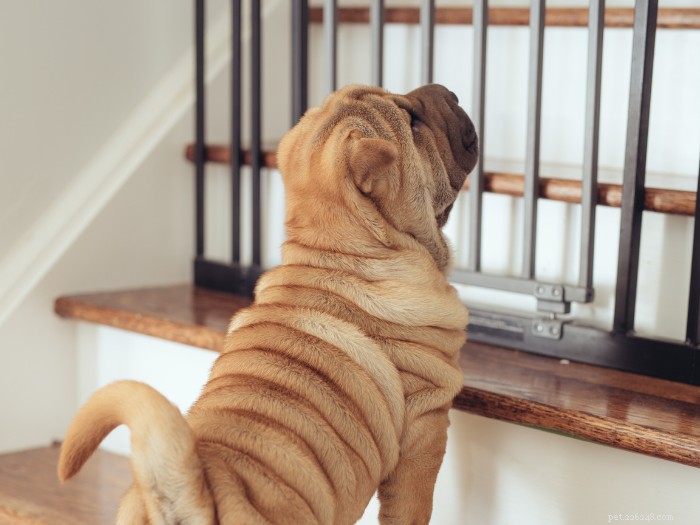 Как выбрать лучшие ворота для собак в помещении