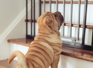 Como escolher os melhores portões para cães dentro de casa