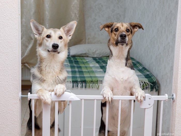 Como escolher os melhores portões para cães dentro de casa