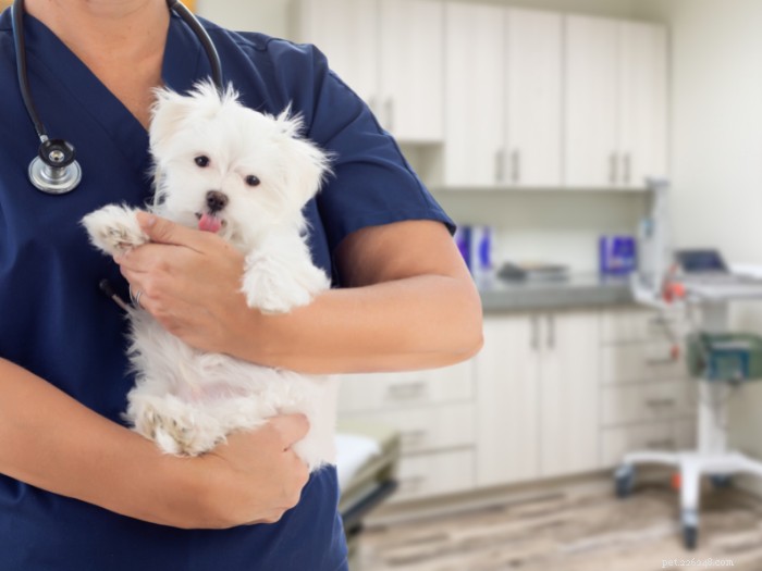 Как работает страхование домашних животных?