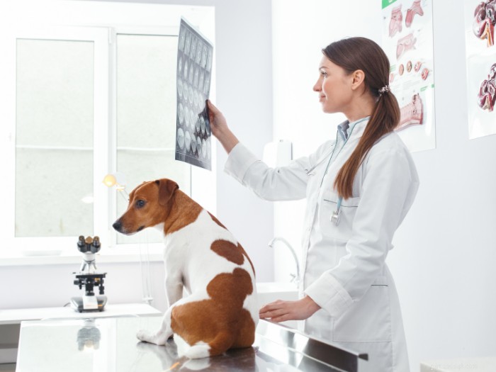Hoe werkt een huisdierenverzekering?